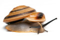 Pleurodonte marginella marginella Cuba adult